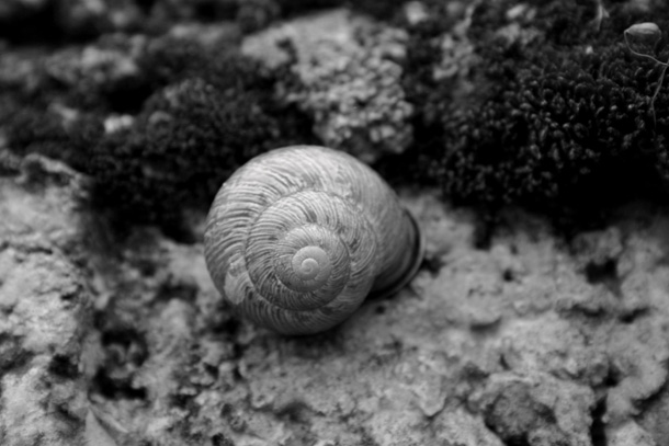 Mollusc