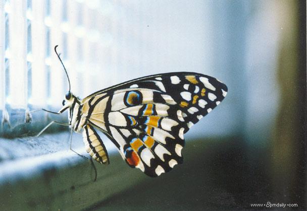Butterfly in cage