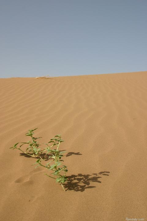 Alone in desert