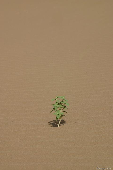 Alone in desert II