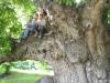 Giant Walnut  Tree